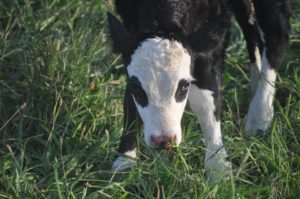 A precision-bred naturally hornless calf